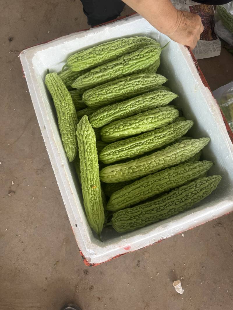湖北苦瓜，大麻小麻，青皮苦瓜，油苦瓜，对接批发，电商