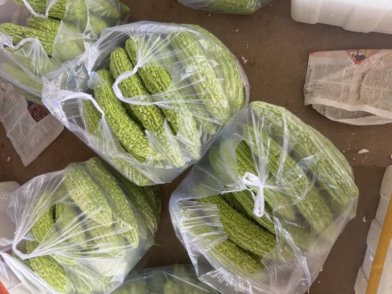 湖北苦瓜，大麻小麻，青皮苦瓜，油苦瓜，对接批发，电商