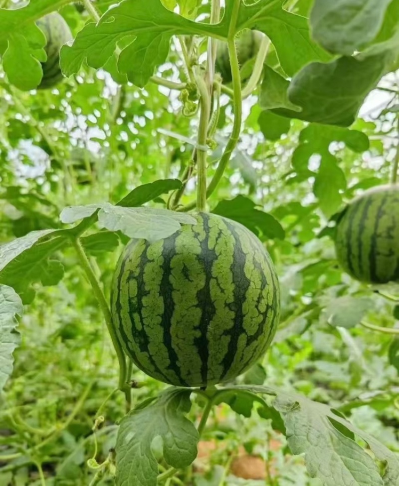 【推荐】陕西《小糖丸西瓜》基地直发保质保量包熟包甜对接全国