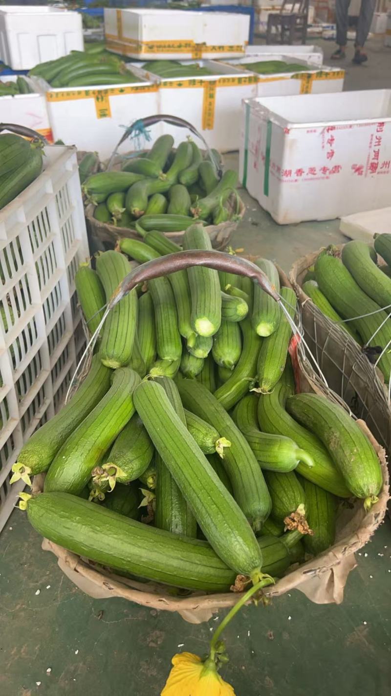 湖北丝瓜，油皮丝瓜，长条形，对接批发+电商