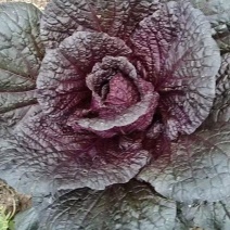紫白菜