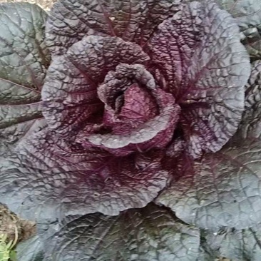 紫白菜