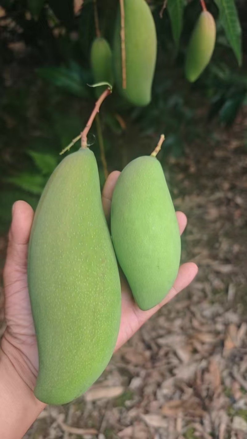 百色红象牙芒多多买菜生芒果酸料酸野原料果芒果花酸芒果电商