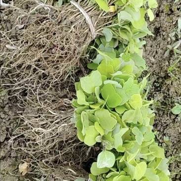 鹅掌楸（马褂木）芽苗