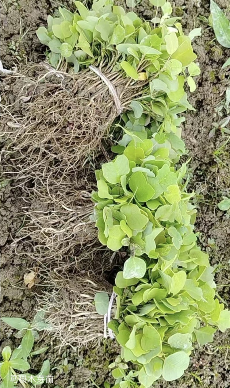 鹅掌楸（马褂木）芽苗
