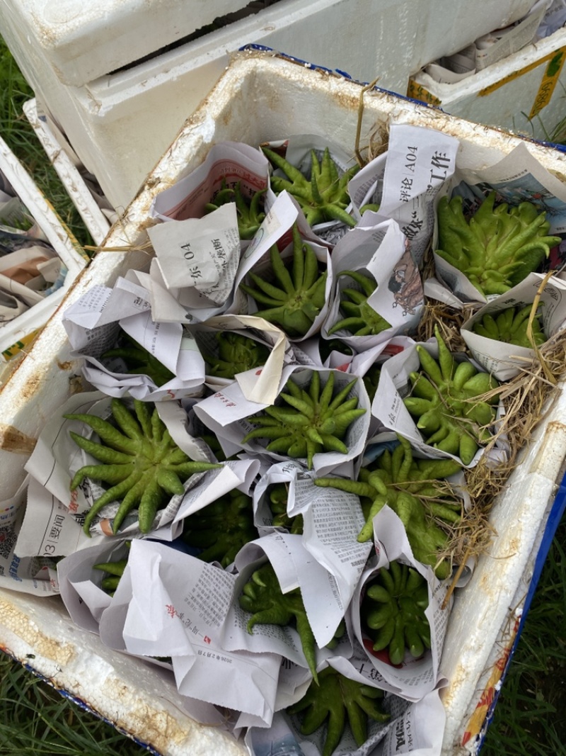 农家现摘广佛手观赏闻香广佛手上糖更清香，大自然空气净化剂