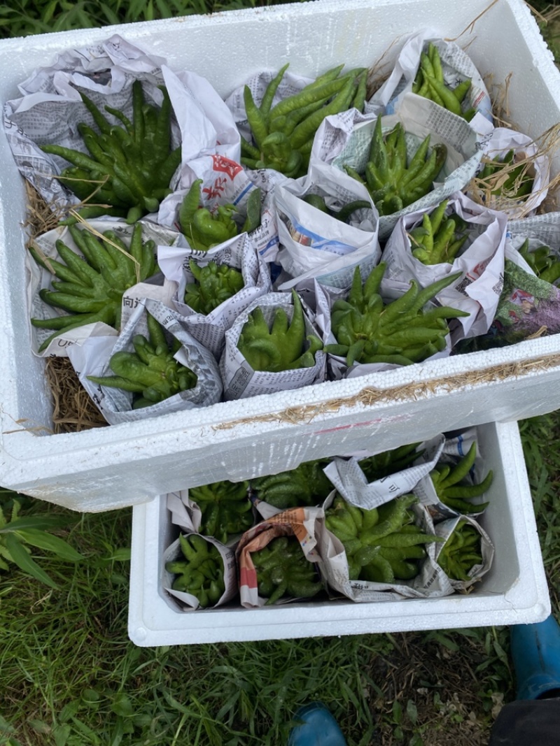 农家现摘广佛手观赏闻香广佛手上糖更清香，大自然空气净化剂