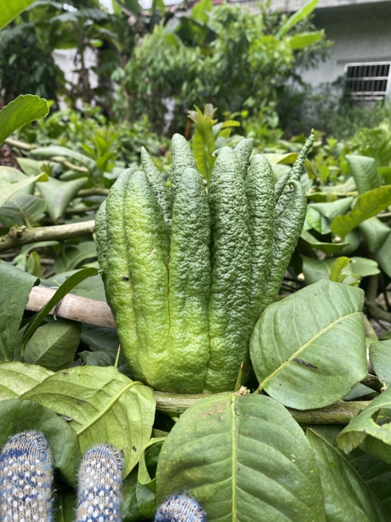 农家现摘广佛手观赏闻香广佛手上糖更清香，大自然空气净化剂