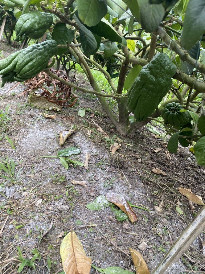 农家现摘广佛手观赏闻香广佛手上糖更清香，大自然空气净化剂