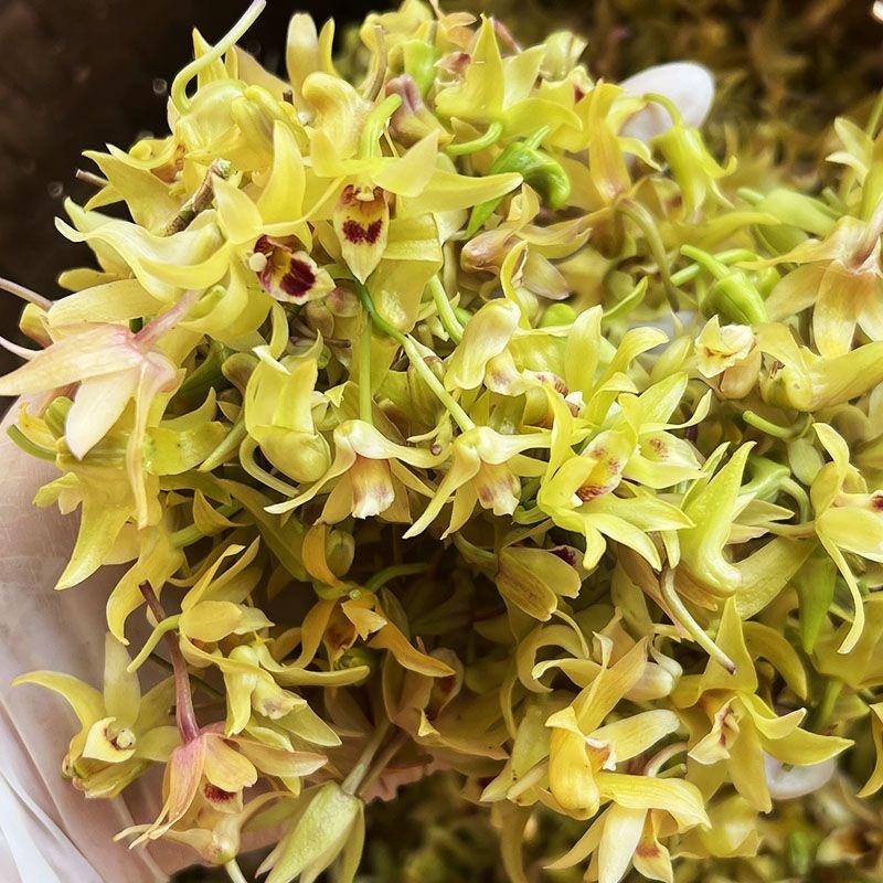 石斛花石斛花干石斛花批发支持一件代发