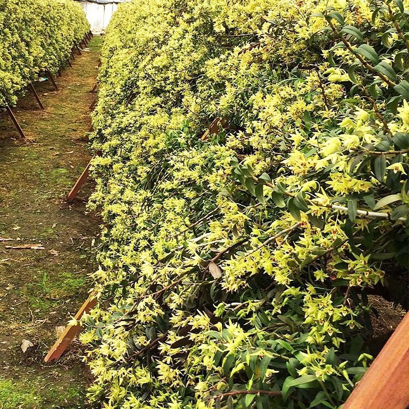 石斛花石斛花干石斛花批发支持一件代发