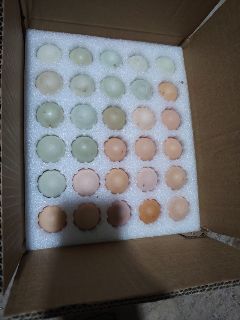 散养五黑一绿鸡鸡蛋