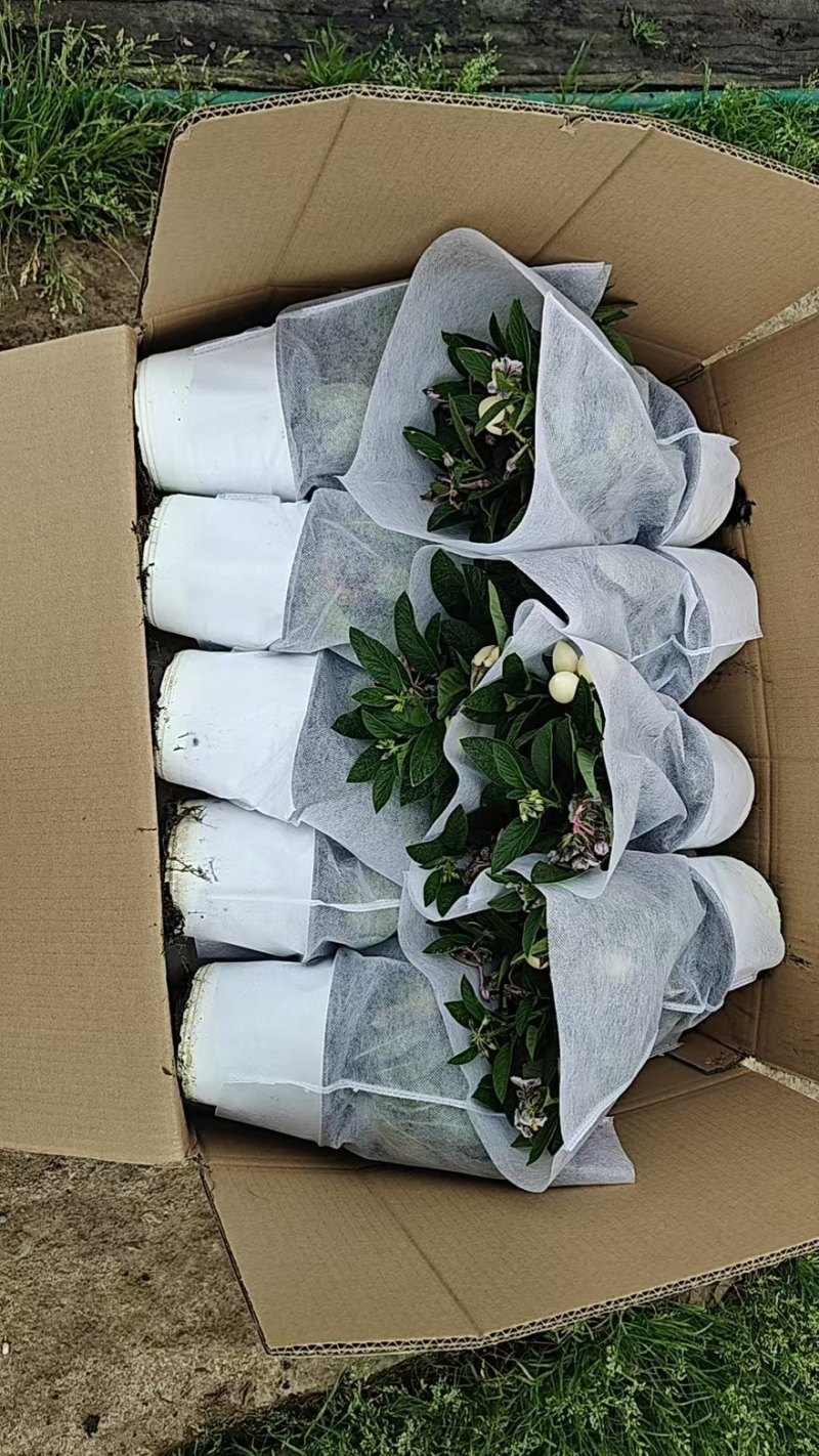 带花带果人参果盆栽现货人参果苗