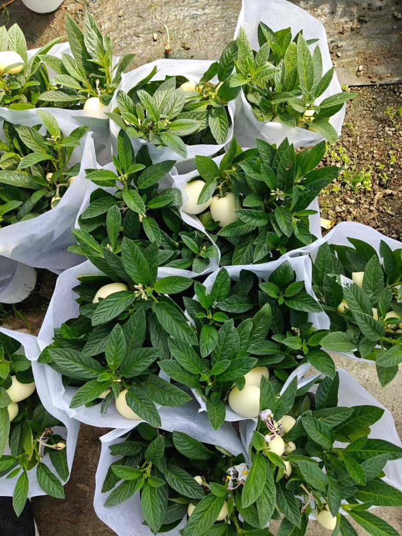 带花带果人参果盆栽现货人参果苗