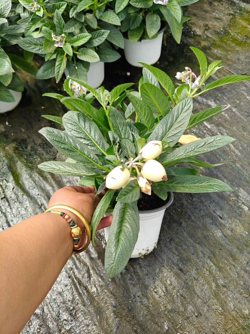 带花带果人参果盆栽现货人参果苗