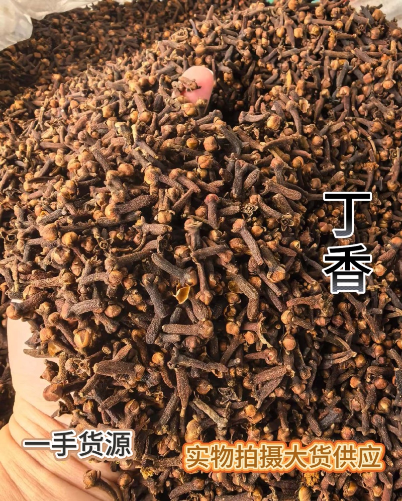丁香广西特级公丁香丁香香料大红丁香广西香料雄丁香钓鱼公丁