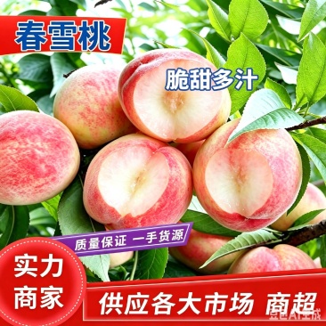桃子/春雪春蜜毛桃/美佳毛桃/可发样品电话联系