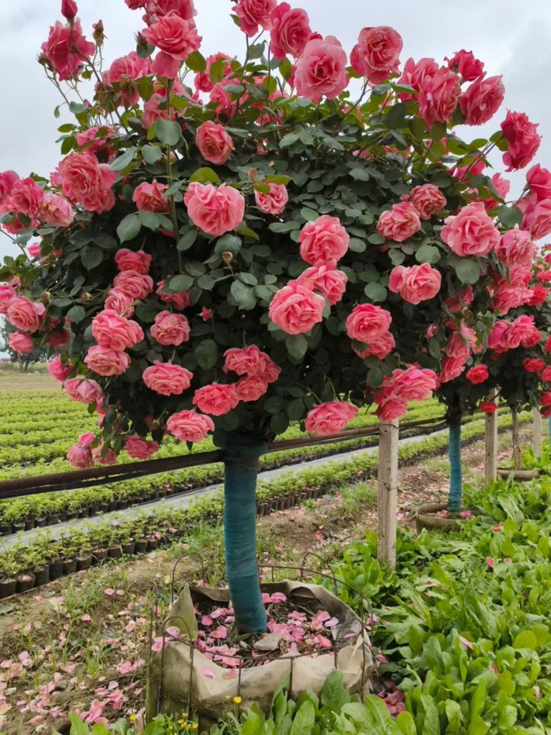 江苏高杆树状月季规格齐全苗圃直销基地直发