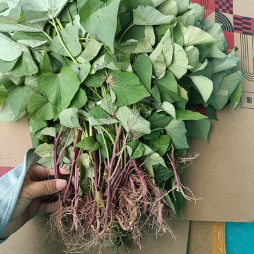 红瑶，榴莲蜜薯，拔苗，高剪苗