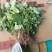 红瑶，榴莲蜜薯，拔苗，高剪苗
