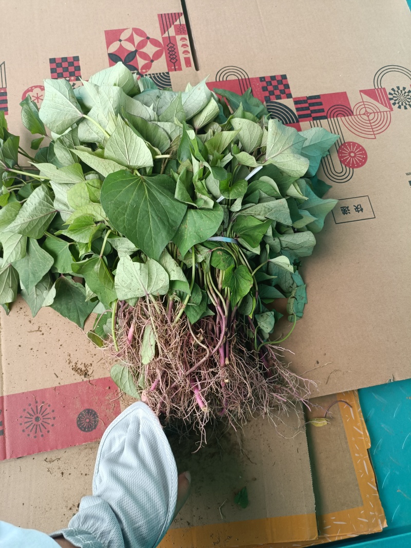 红瑶，榴莲蜜薯，拔苗，高剪苗