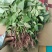 红瑶，榴莲蜜薯，拔苗，高剪苗