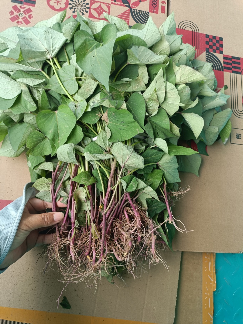 红瑶，榴莲蜜薯，拔苗，高剪苗