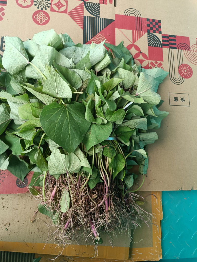 红瑶，榴莲蜜薯，拔苗，高剪苗