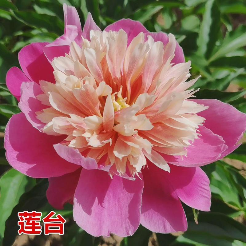 芍药，紫凤朝阳，大富贵，红峰等十几个品种产地大量发货。