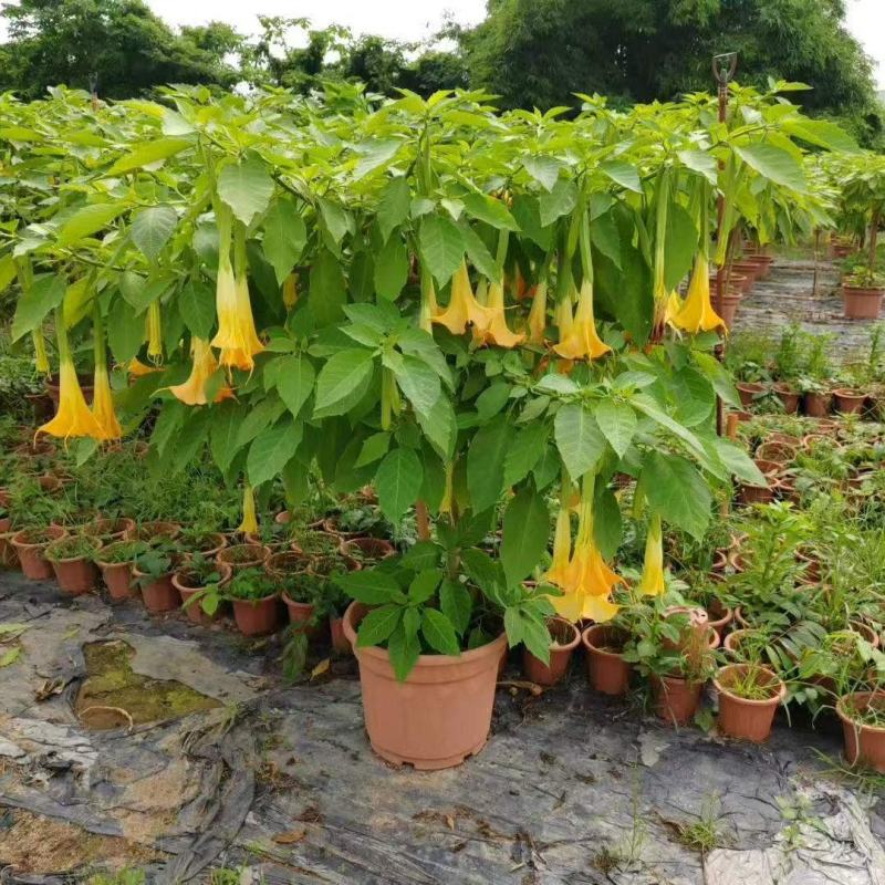 2605苗圃供应红花黄花花叶曼陀罗花盆栽1-2米