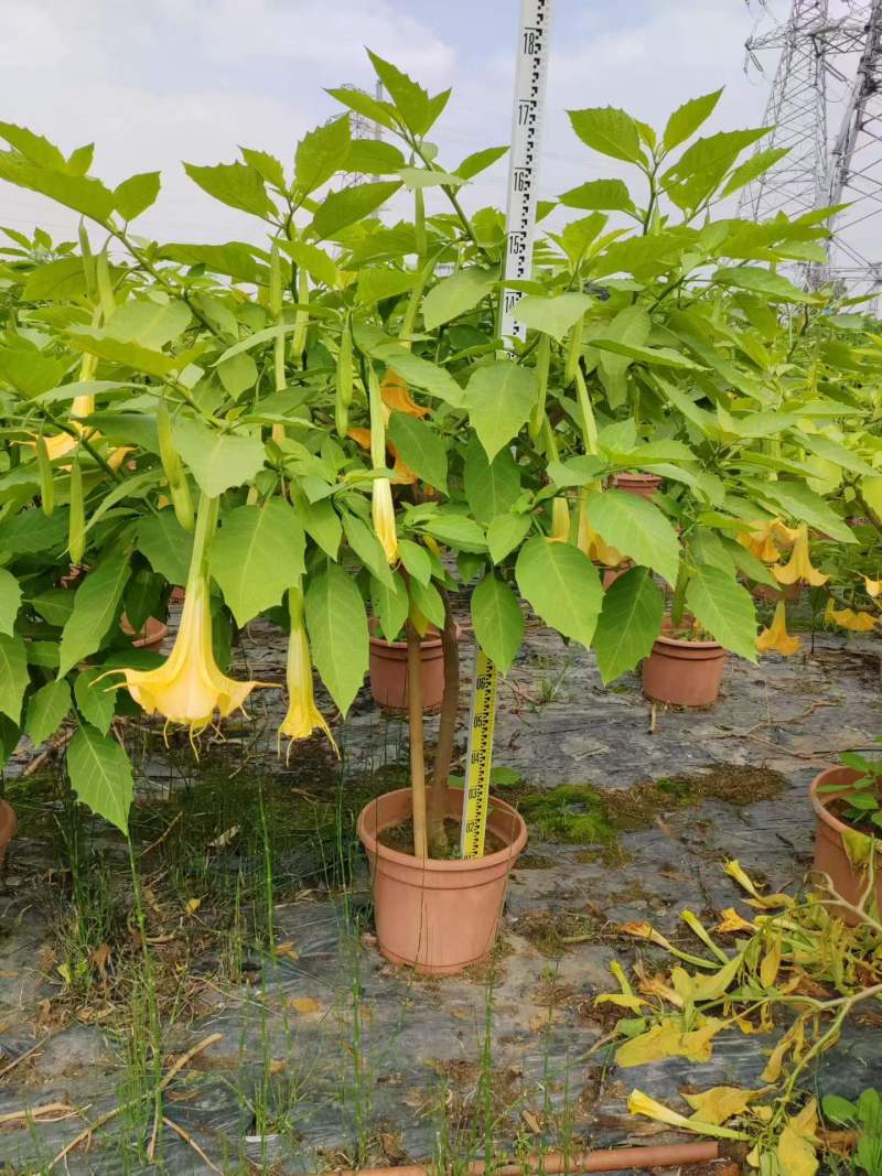 2605苗圃供应红花黄花花叶曼陀罗花盆栽1-2米