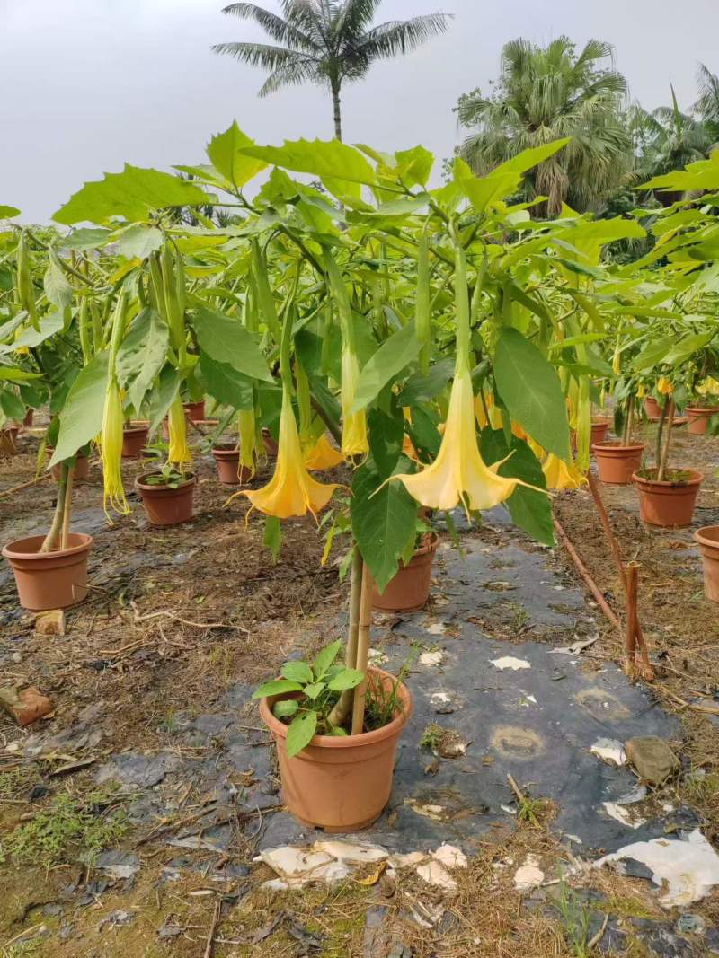 2605苗圃供应红花黄花花叶曼陀罗花盆栽1-2米