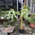 2605苗圃供应红花黄花花叶曼陀罗花盆栽1-2米