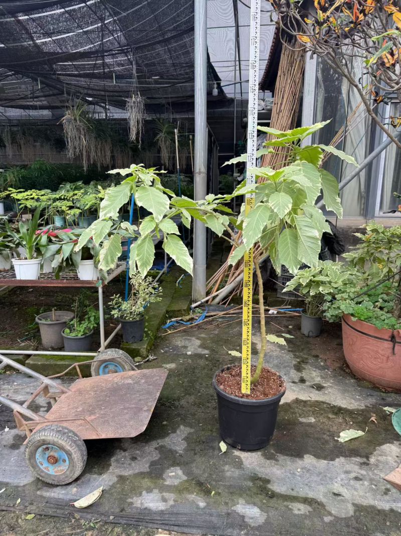 2605苗圃供应红花黄花花叶曼陀罗花盆栽1-2米