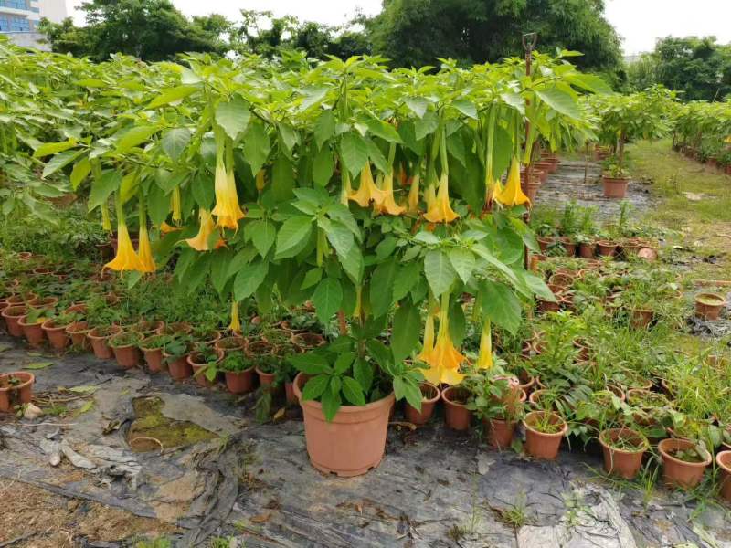 2605苗圃供应红花黄花花叶曼陀罗花盆栽1-2米