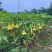 2605苗圃供应红花黄花花叶曼陀罗花盆栽1-2米
