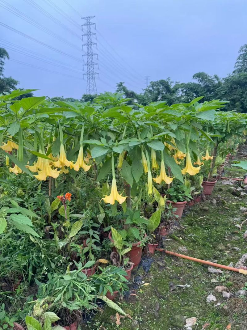 2605苗圃供应红花黄花花叶曼陀罗花盆栽1-2米