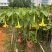 2605苗圃供应红花黄花花叶曼陀罗花盆栽1-2米
