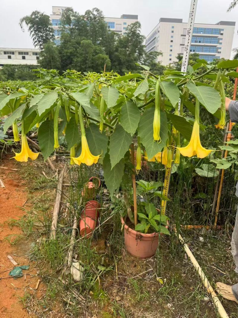 2605苗圃供应红花黄花花叶曼陀罗花盆栽1-2米