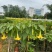 2605苗圃供应红花黄花花叶曼陀罗花盆栽1-2米