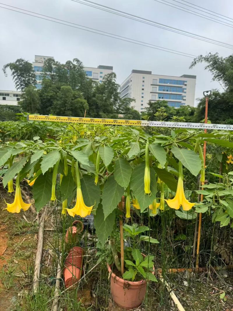 2605苗圃供应红花黄花花叶曼陀罗花盆栽1-2米