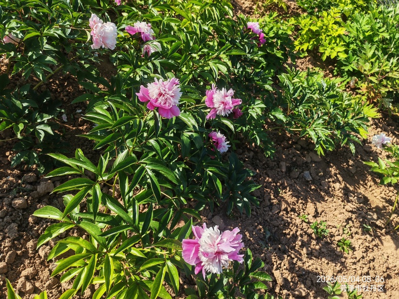 芍药，紫凤朝阳，大富贵，红峰等十几个品种产地大量发货。