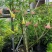 2605苗圃供应红花黄花花叶曼陀罗花盆栽1-2米