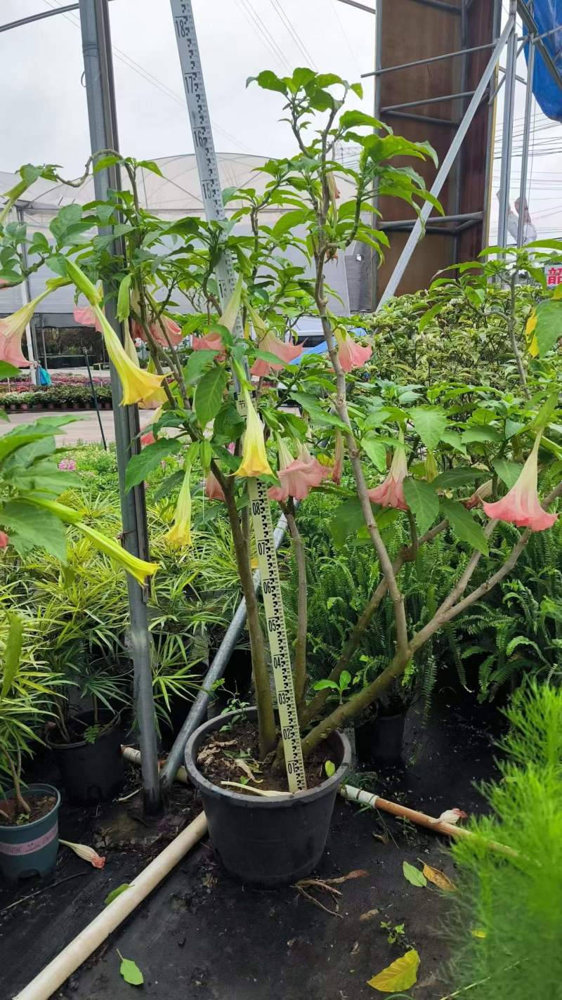 2605苗圃供应红花黄花花叶曼陀罗花盆栽1-2米