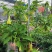 2605苗圃供应红花黄花花叶曼陀罗花盆栽1-2米