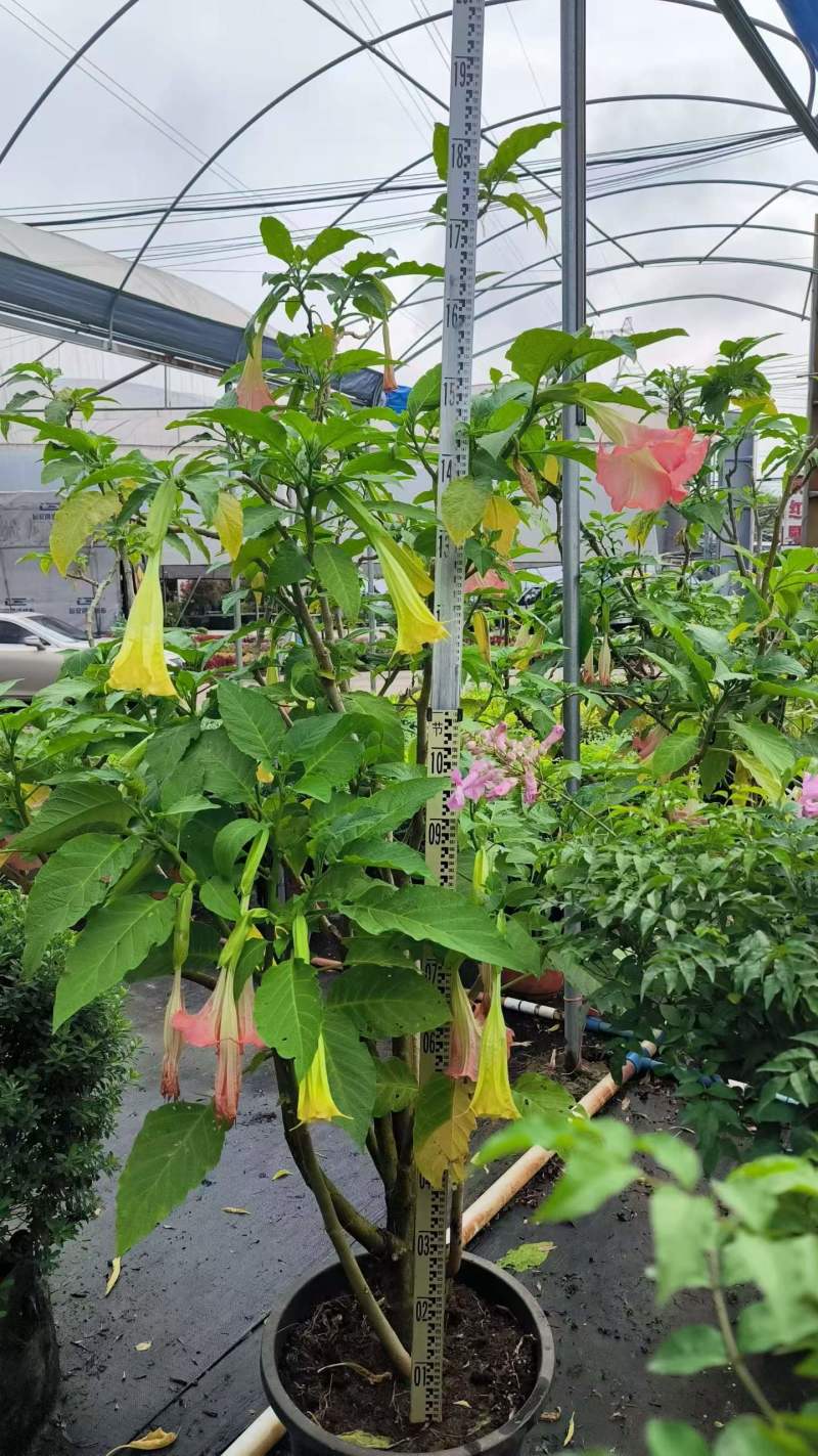 2605苗圃供应红花黄花花叶曼陀罗花盆栽1-2米