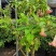2605苗圃供应红花黄花花叶曼陀罗花盆栽1-2米