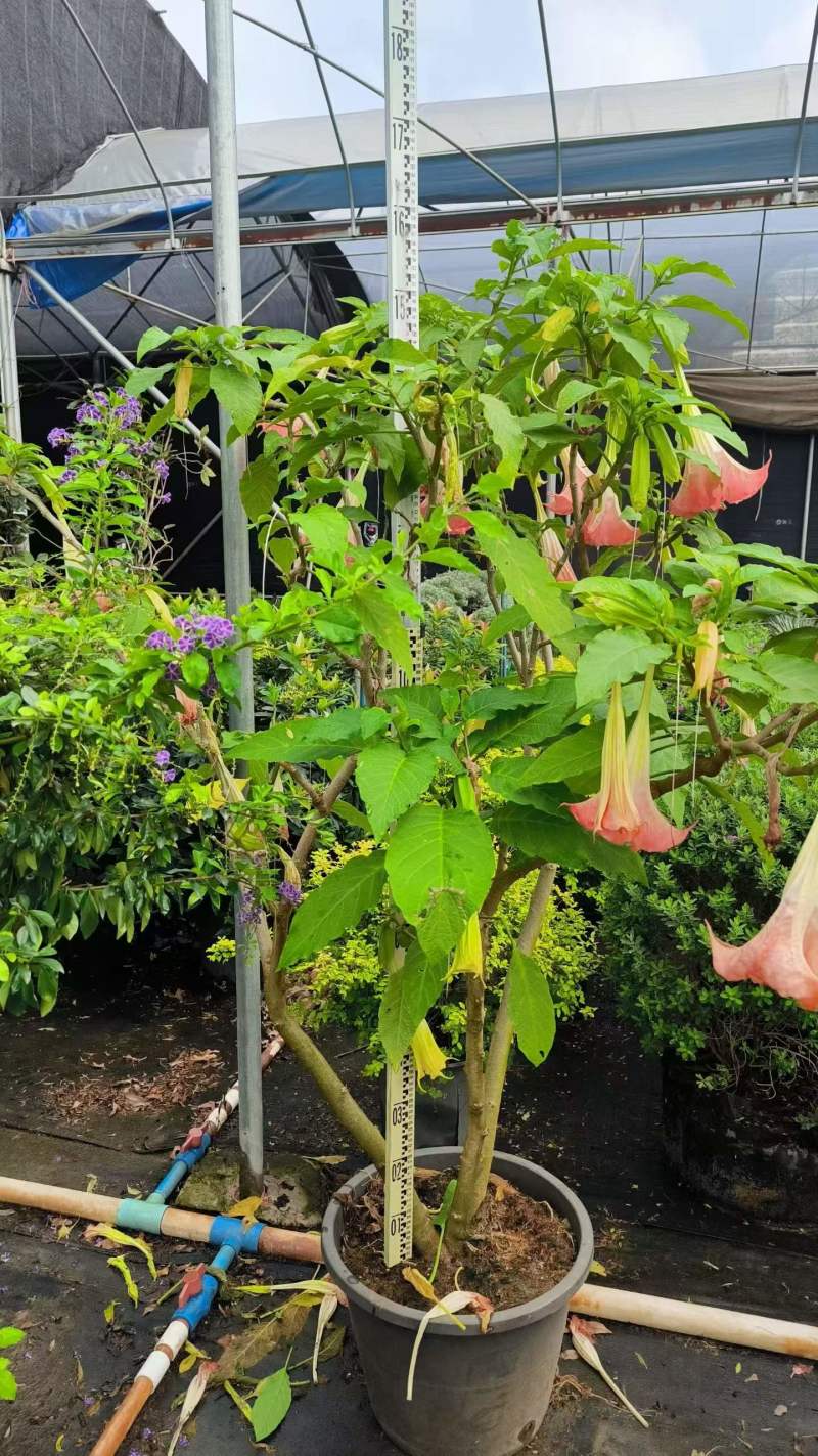 2605苗圃供应红花黄花花叶曼陀罗花盆栽1-2米