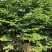 云杉松树1.5米和2米多，地栽苗大量出这种树有需求的