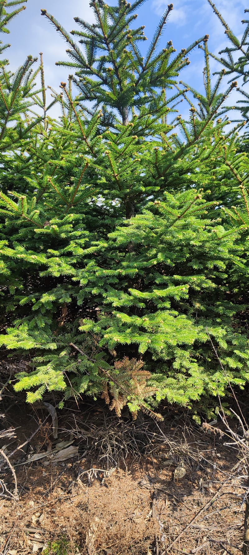 云杉松树1.5米和2米多，地栽苗大量出这种树有需求的